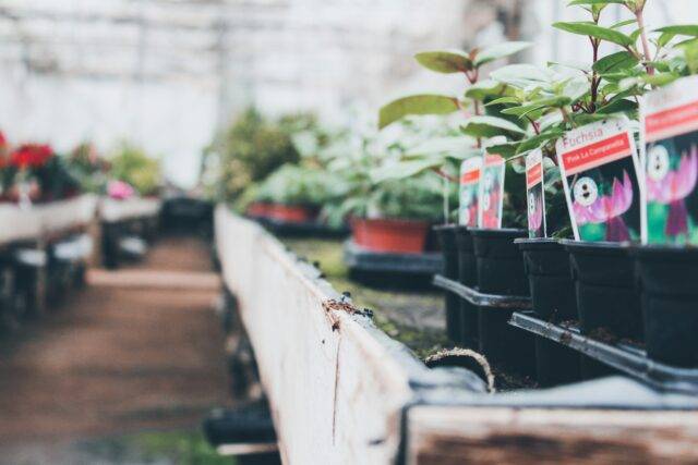 Row of plants in a garden centre